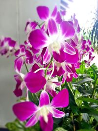 Close-up of pink flowers