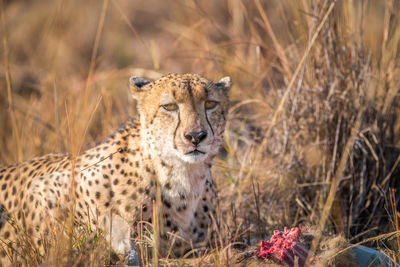 Portrait of cheetah standing amidst grass at forest