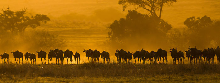 Wildbeest migration betwen serengeti and maasai mara national park