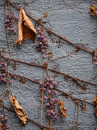 Fallen leaves on tree trunk