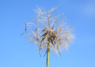 Close-up of wilted plant against blue sky