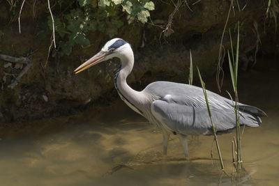 View of gray heron in lake