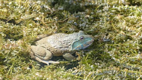 Close-up of frog in pont