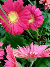 Close-up of pink flowers blooming outdoors