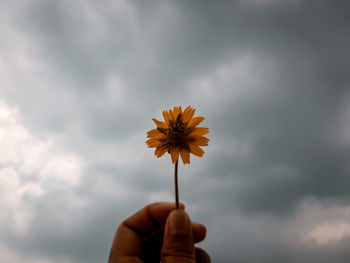 Close-up of hand holding flowering plant against cloudy sky