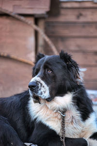 Close-up of dog looking away