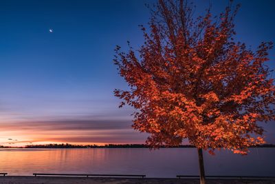 Tree by sea against sky during sunset