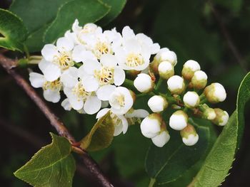 Close-up of white flowers blooming on tree