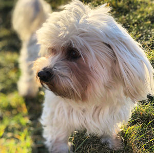 Close-up of a dog on field