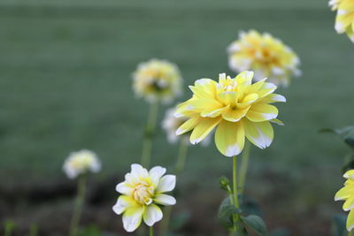 Close-up of yellow flowering plant