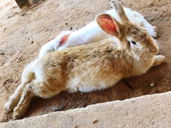 High angle view of rabbit relaxing outdoors