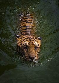 High angle view of tiger swimming in lake