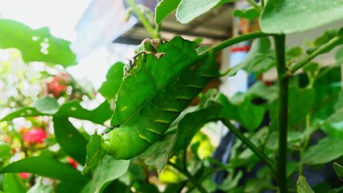 Close-up of insect on plant