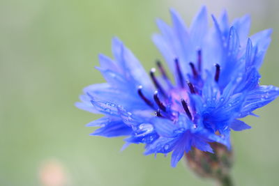 Close-up of purple blue flower