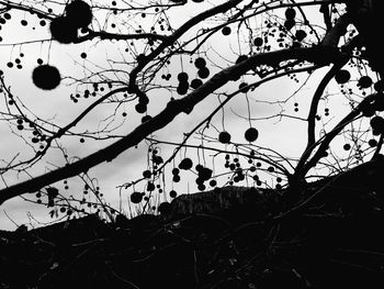 Low angle view of bare tree against sky