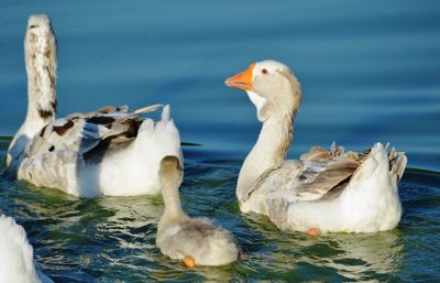 Swans swimming in lake