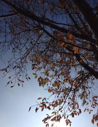 Low angle view of tree against sky