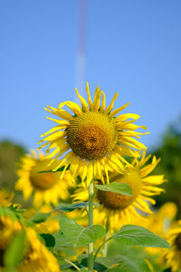 Close-up of yellow flowering plant against clear sky