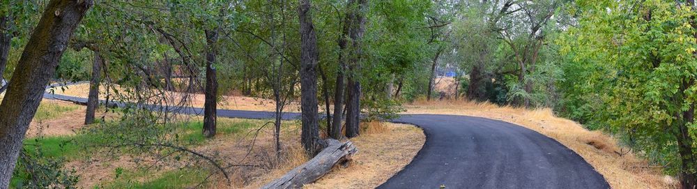 Road amidst trees in forest