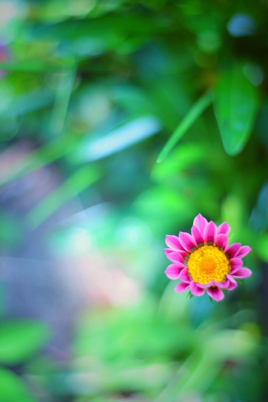 flower, petal, freshness, flower head, fragility, beauty in nature, growth, focus on foreground, blooming, close-up, pink color, nature, plant, yellow, pollen, in bloom, stem, single flower, selective focus, park - man made space