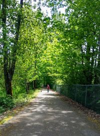 Rear view of person walking on road amidst trees in forest