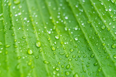 Full frame shot of wet green leaves during rainy season