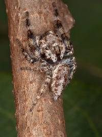 Close-up of spider on tree trunk