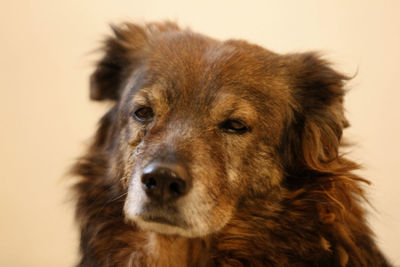 Close-up of dog looking away