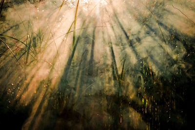 Sun shining through trees in forest