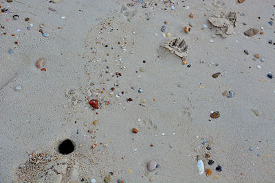 High angle view of shells on sand