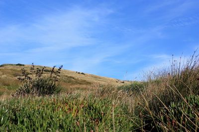 Plants on field against blue sky