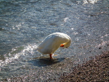 High angle view of bird on beach