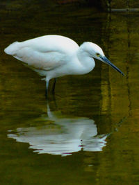 White duck in a lake