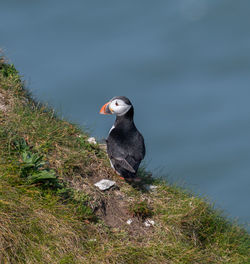 Puffin at bempton cliffs