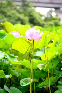 Close-up of pink lotus water lily