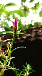 Close-up of pink flower growing outdoors