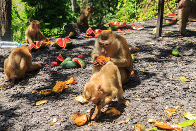 Monkey eating food on ground