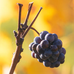 Landscape of the climats of the burgundy vineyard along the château du clos de vougeot