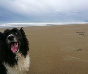 Dog on beach