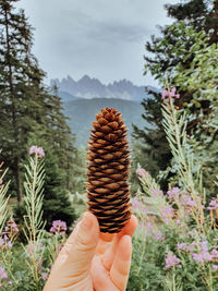 Close-up of hand holding plant