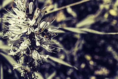 Close-up of bee on plant