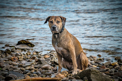 Portrait of dog standing at beach