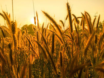 Barley growing on field in farm against sky during sunset