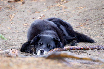 Black dog lying on land