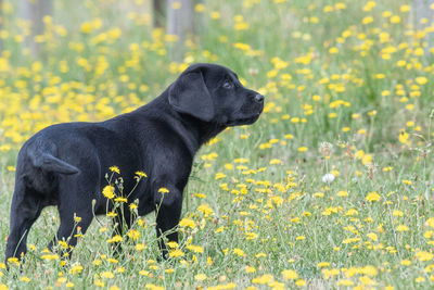 Cute portrait of an 8 week old black labrador puppy standing in the garden