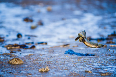 Mudskipper jumping over mud