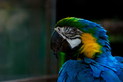 Close-up of a parrot