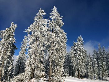 Low angle view of snow covered trees against sky