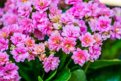 Close-up of pink flowering plants