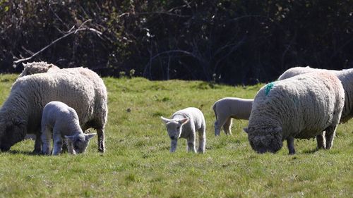 Sheep grazing in a field